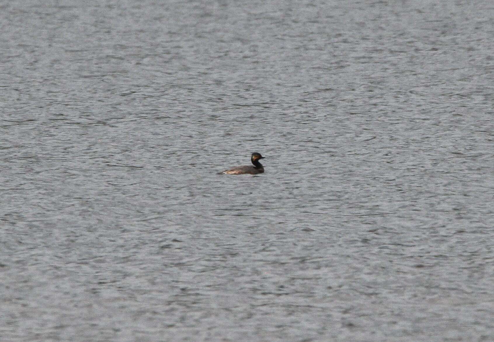 Image of Podiceps nigricollis gurneyi (Roberts 1919)