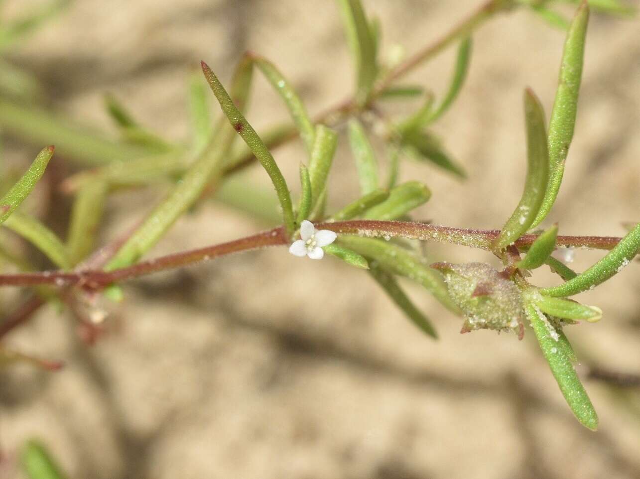 Image of nodding bluet