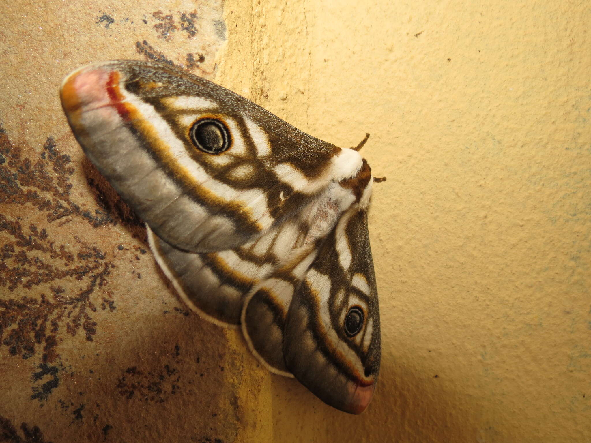 Image of Southern Marbled Emperor