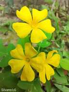 Image of shrubby woodsorrel