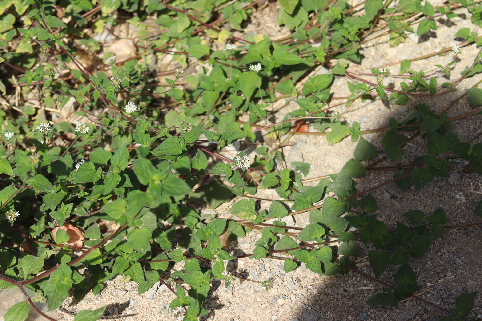 Image of silkleaf