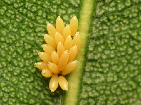 صورة Caenocoris nerii (Germar & E. F. 1847)