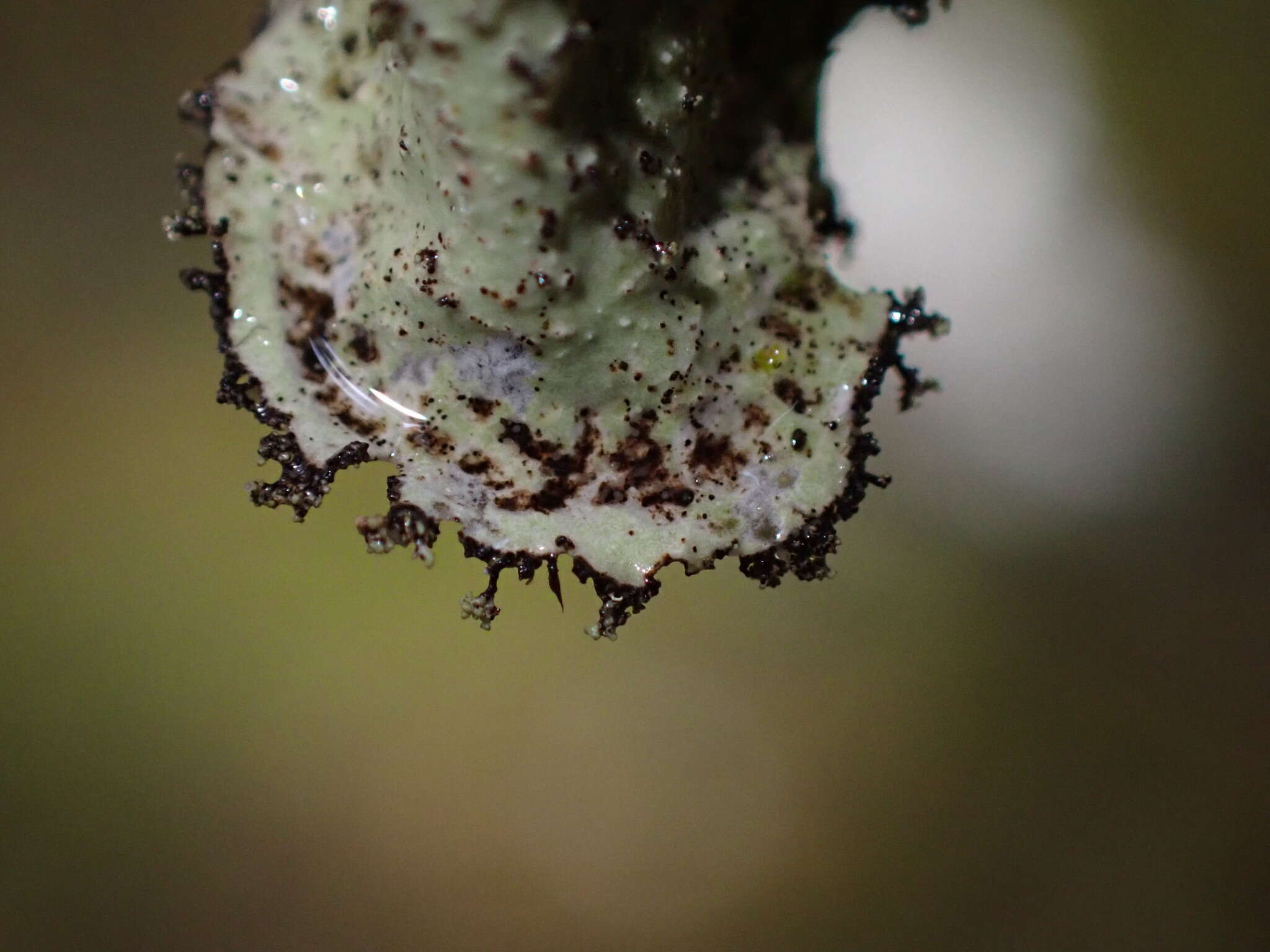 Image of Norwegian ragged lichen