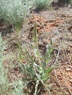 Image of Tragopogon marginifolius Pawl.