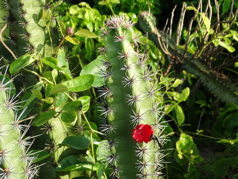 صورة Stenocereus standleyi (J. G. Ortega) Buxb.