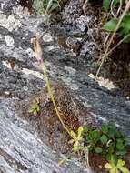 Plancia ëd Primula scandinavica Brunn.