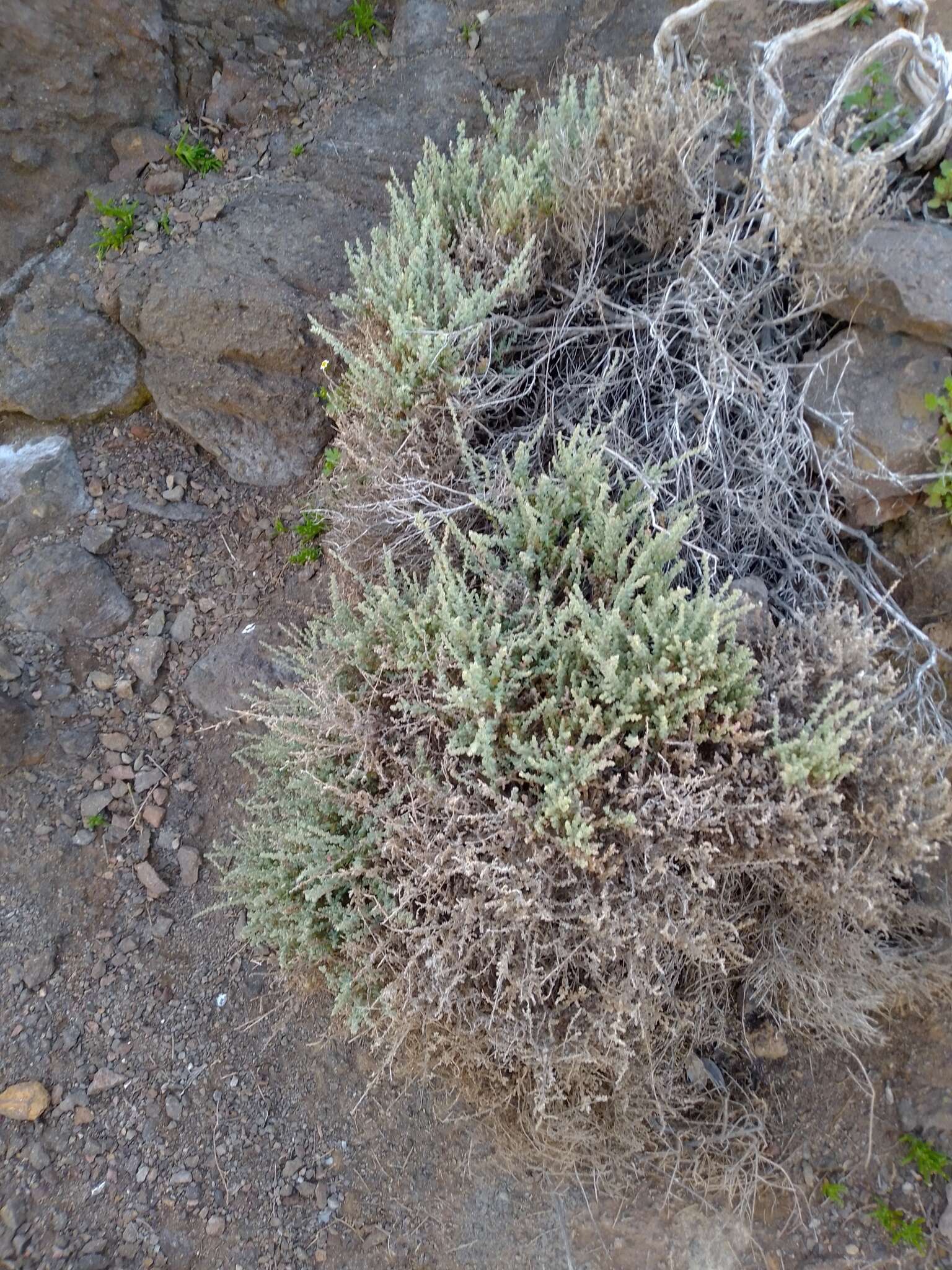 Image of Atriplex julacea S. Wats.