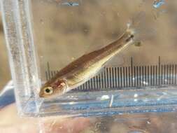 Image of Finescale dace