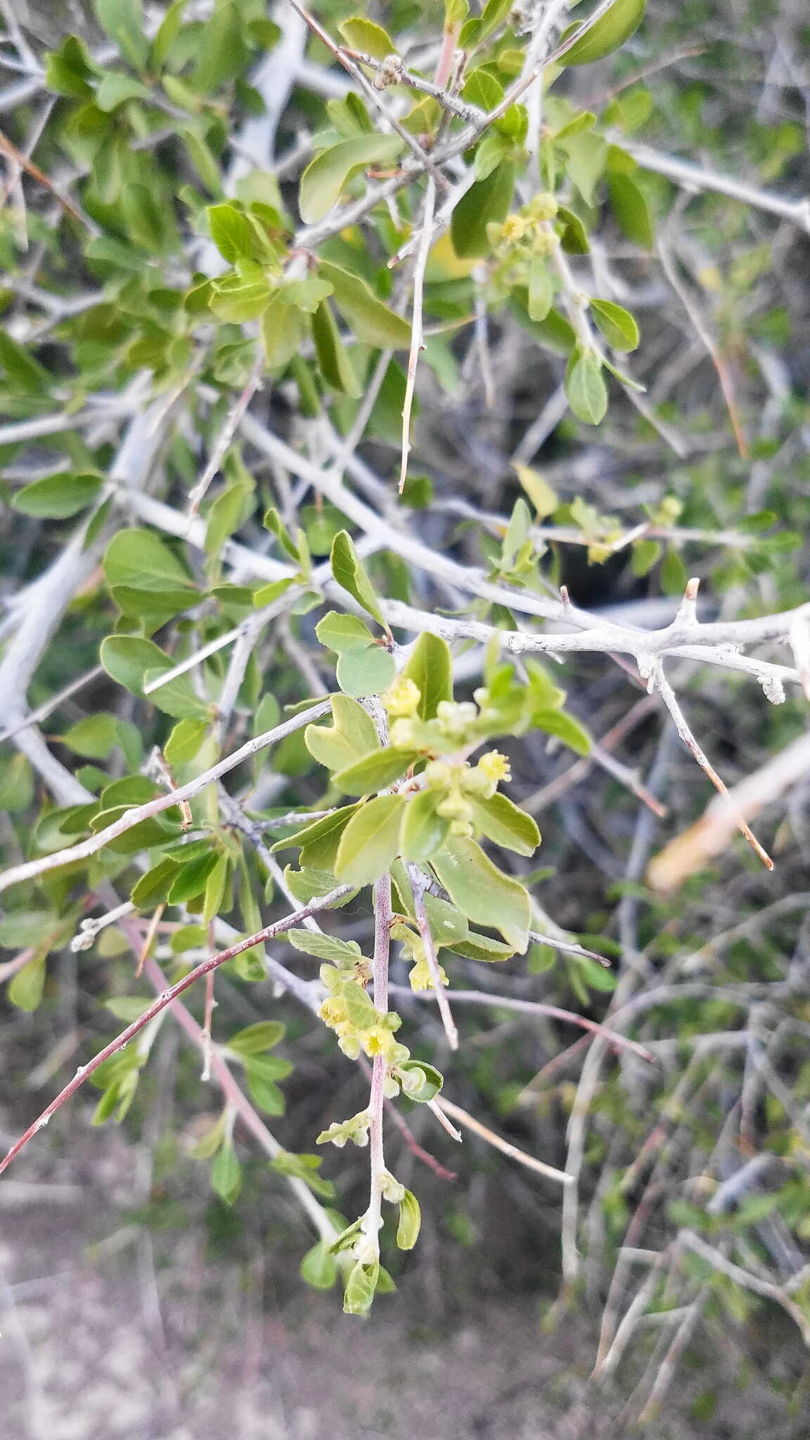 Image of Las Animas nakedwood