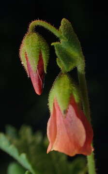 Image of Hermannia diffusa L. fil.