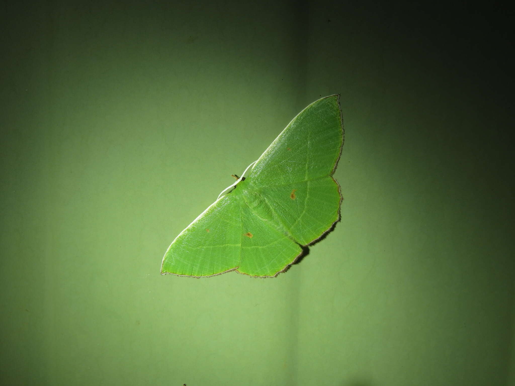 Sivun Chrysochloroma megaloptera Lower 1894 kuva