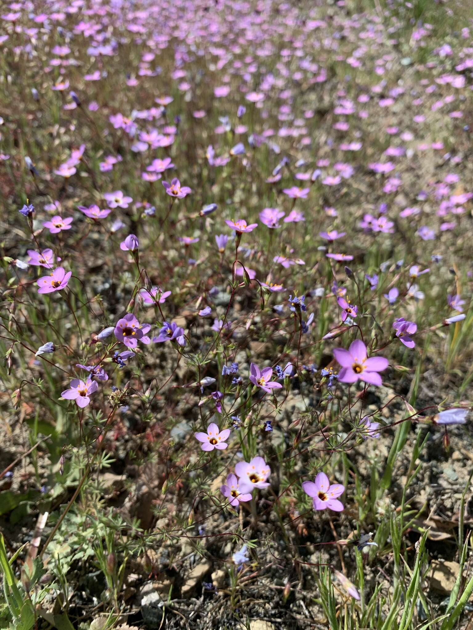 Image of serpentine linanthus