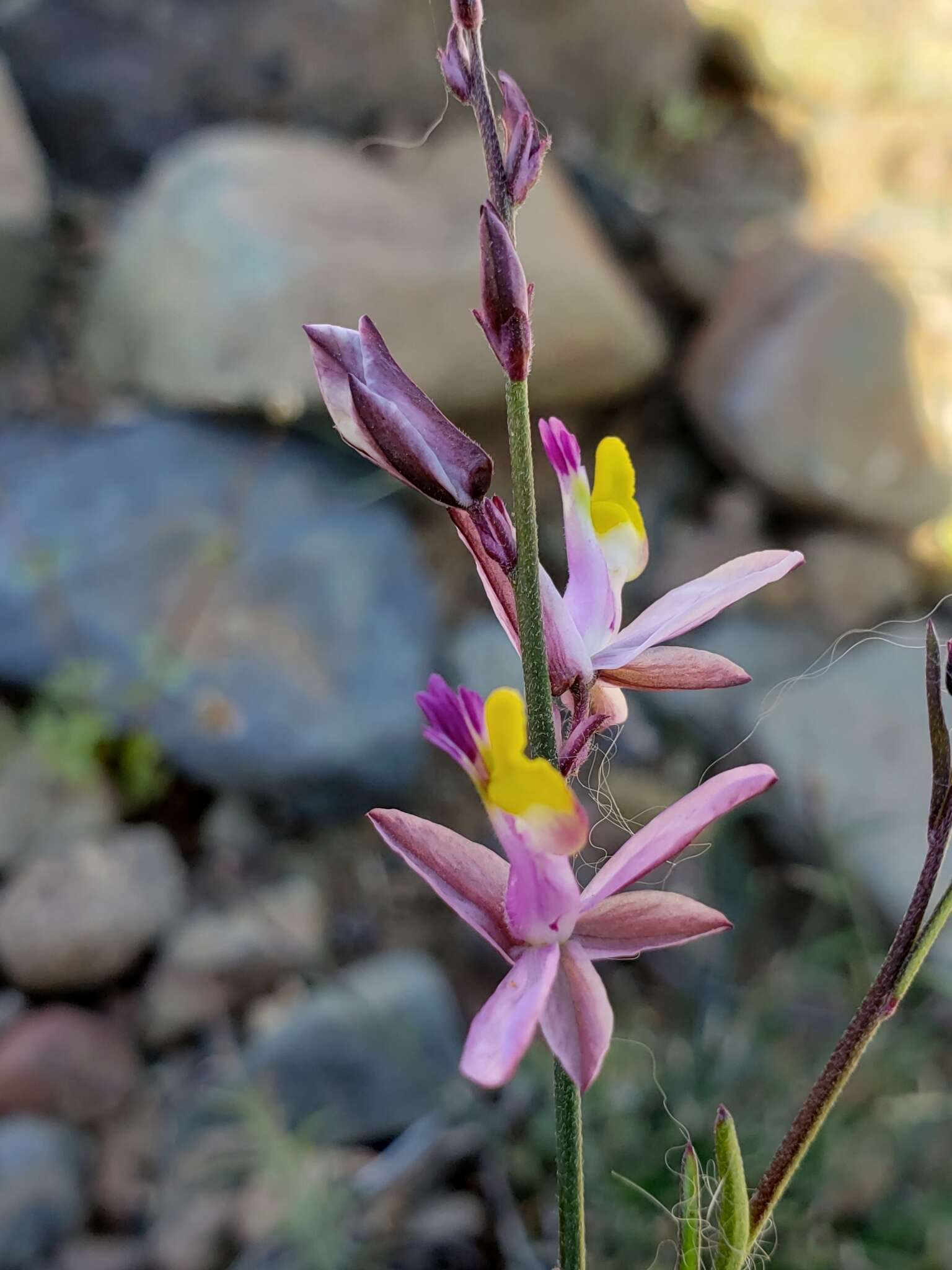 Слика од Rhinotropis desertorum (Brandegee) J. R. Abbott