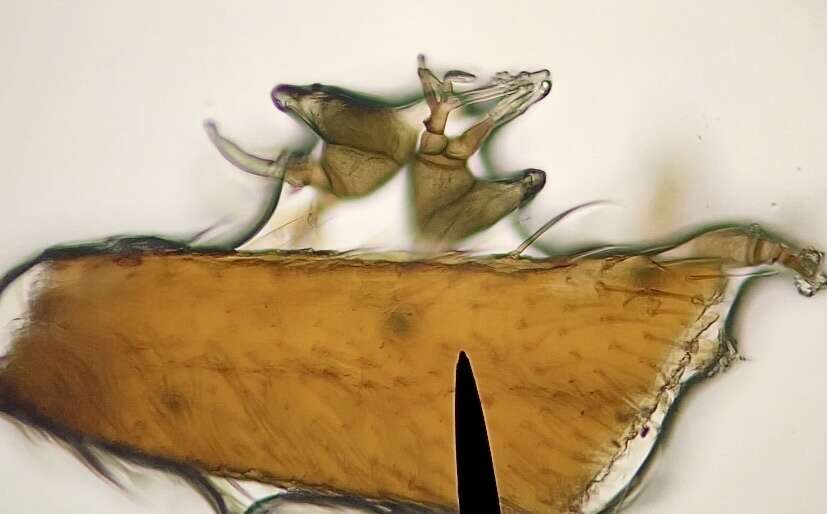 Image of Laboulbenia microveliae R. K. Benj. 1967