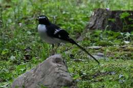 Image of Slaty-backed Forktail