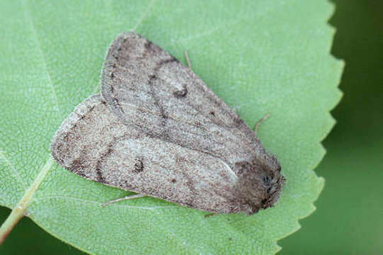 Image of Marsh moth