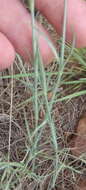 Image of Dianthus mooiensis subsp. kirkii (Burtt Davy) Hooper