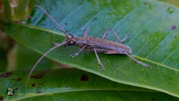 Image of lemon tree borer