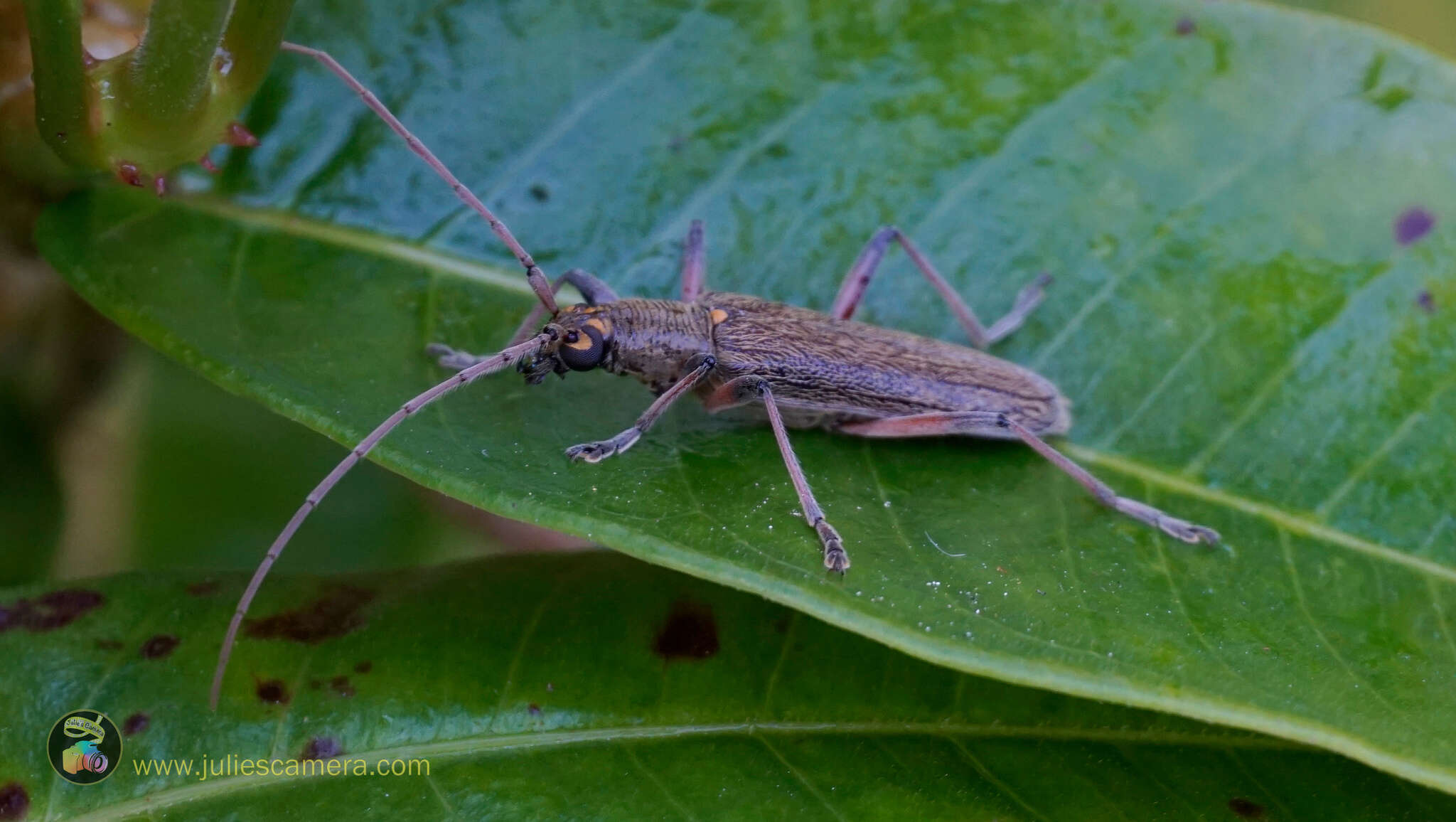 Image of lemon tree borer