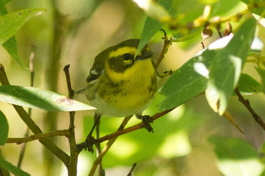 Image of Townsend's Warbler