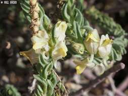 Image of Kickxia floribunda (Boiss.) V. Täckh. & Boulos