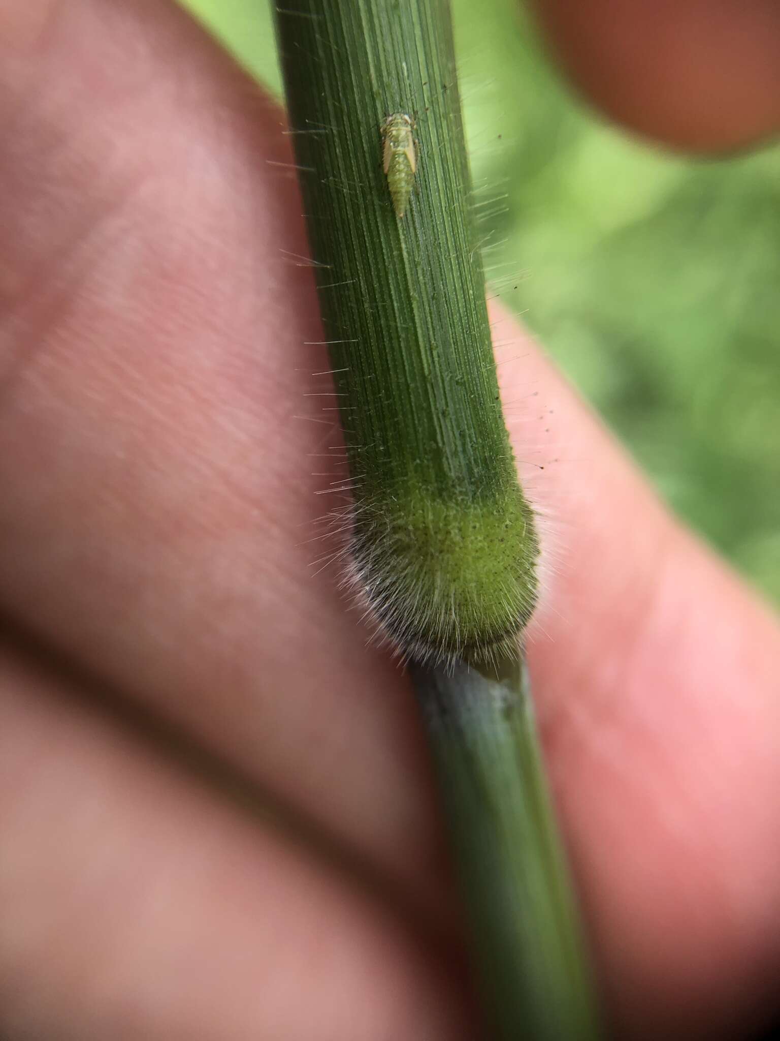 Image of Urochloa polystachya