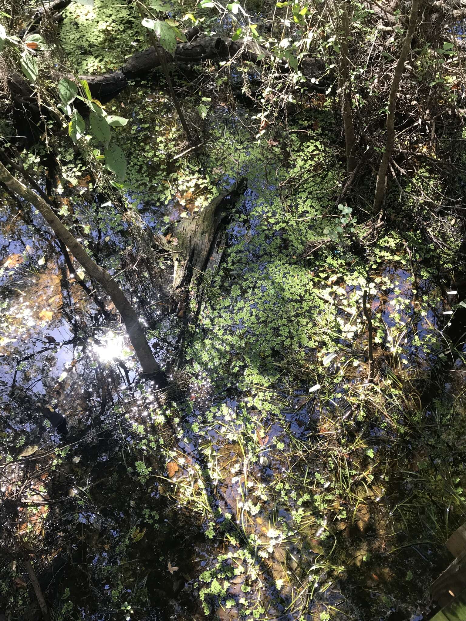 Image of water spangles