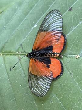 Image of Acraea insignis Distant 1880