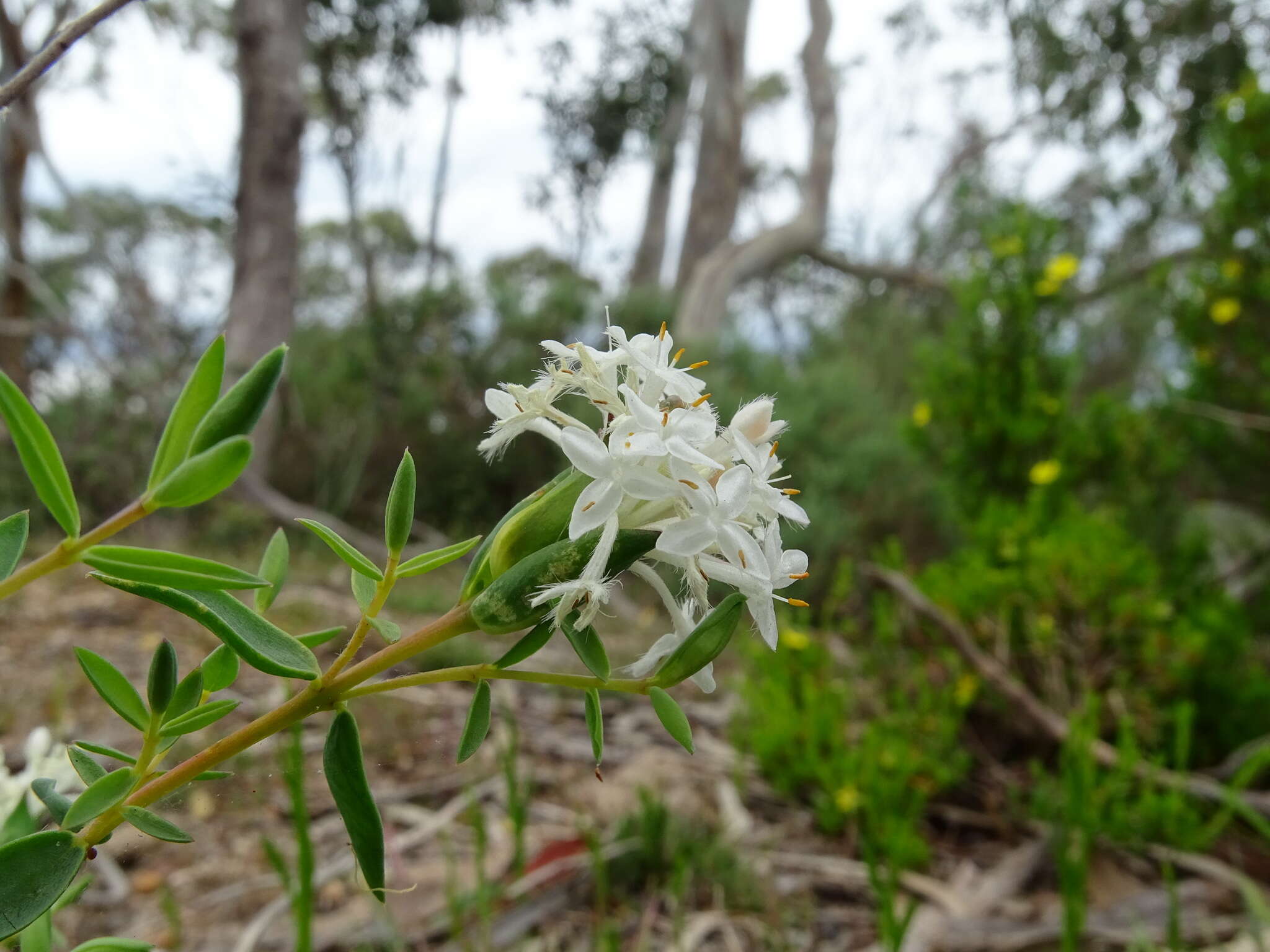 Image of Pimelea stricta Meissn.