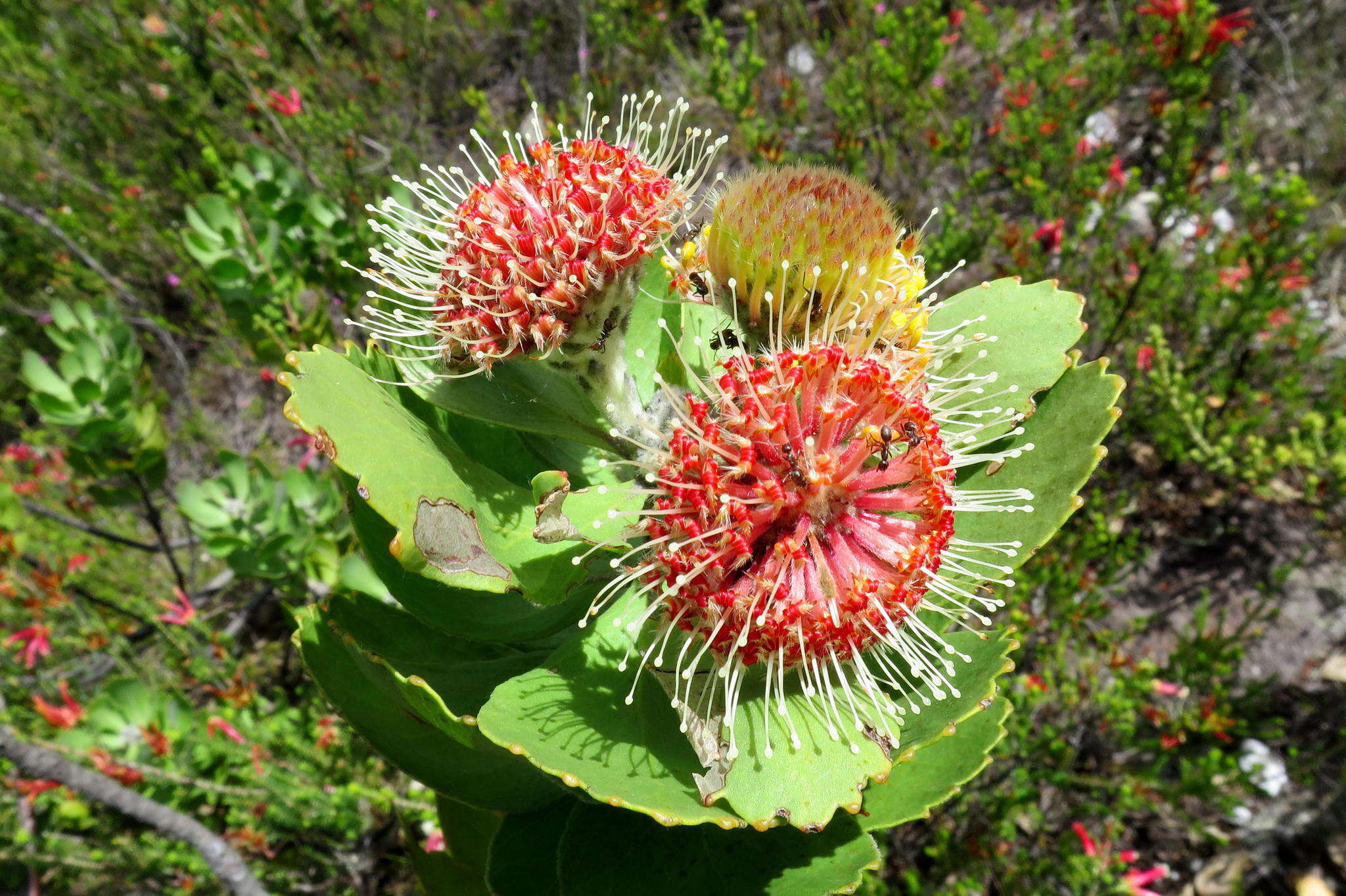 Plancia ëd Leucospermum winteri J. P. Rourke