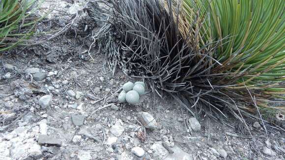 Image of Epithelantha greggii subsp. potosina