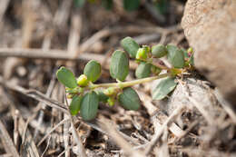 Imagem de Euphorbia taihsiensis (Chaw & Koutnik) Oudejans