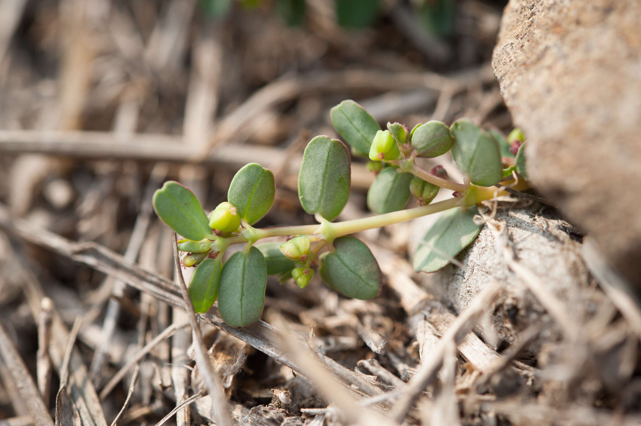 Imagem de Euphorbia taihsiensis (Chaw & Koutnik) Oudejans