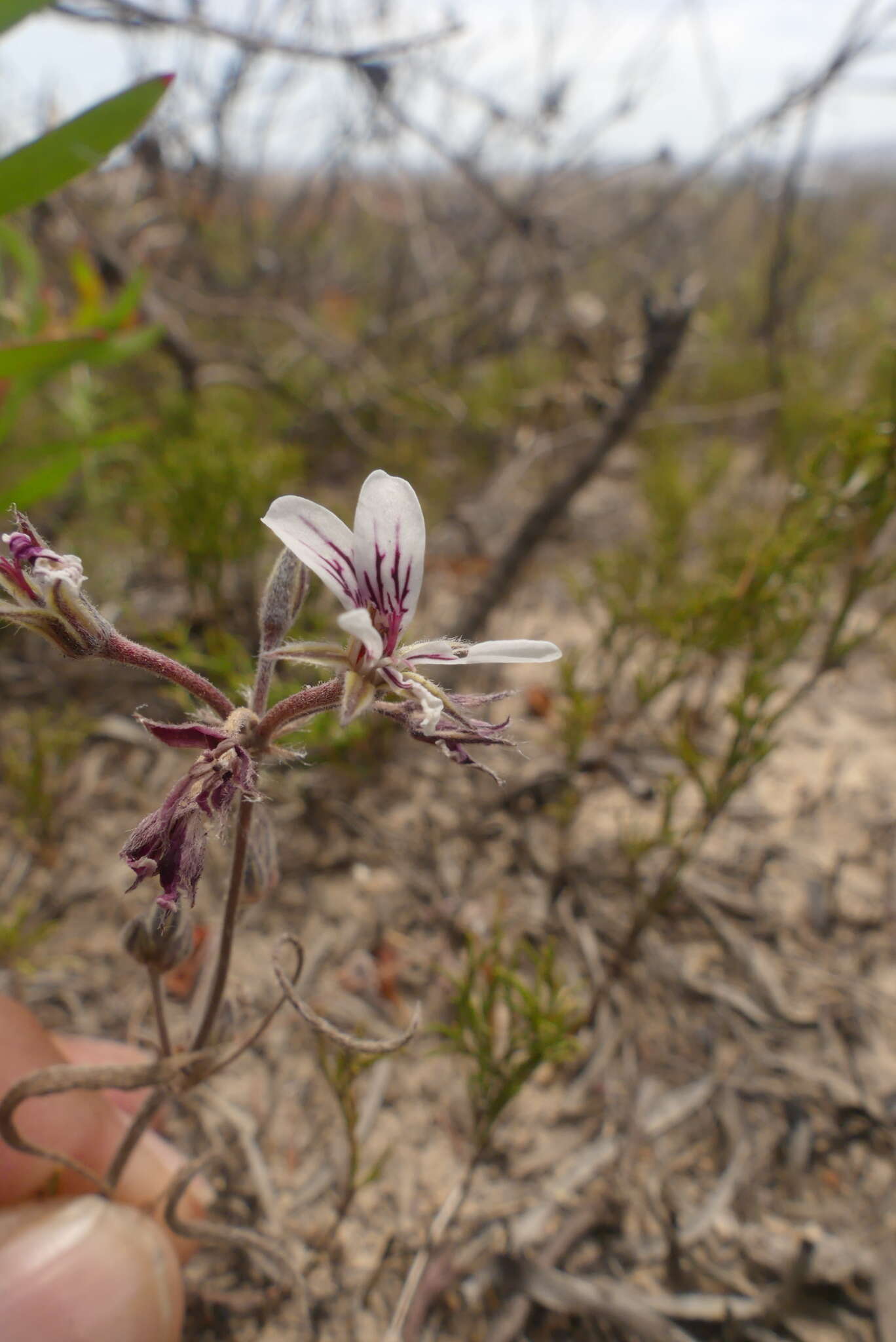 Image of Pelargonium caledonicum L. Bolus