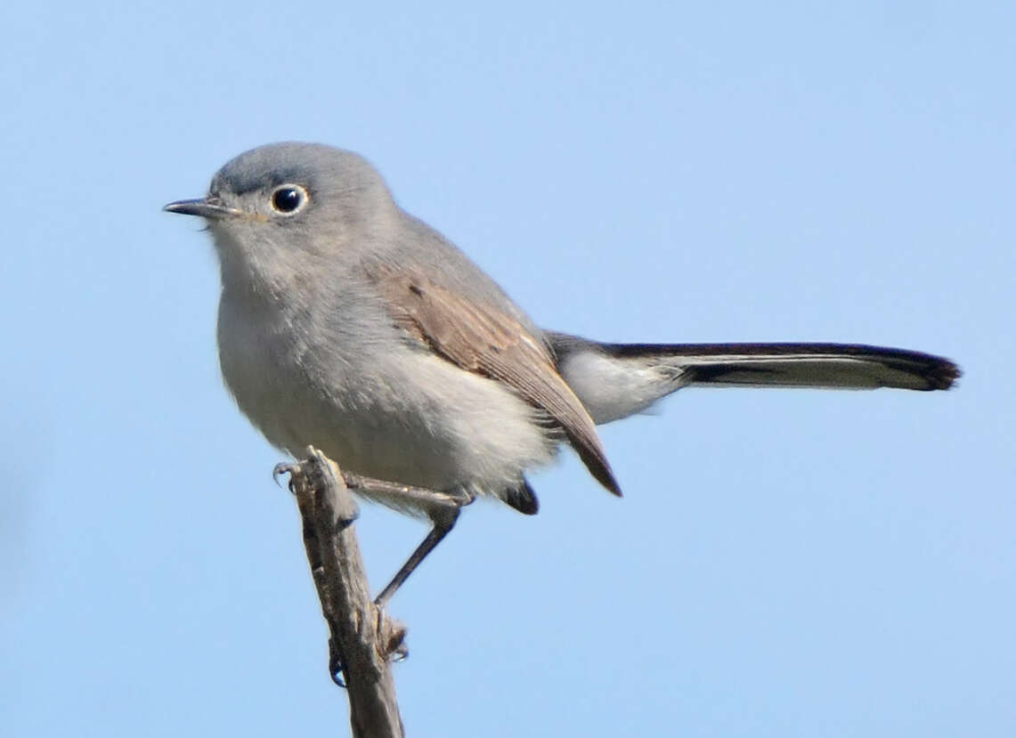 Polioptila caerulea obscura Ridgway 1883的圖片