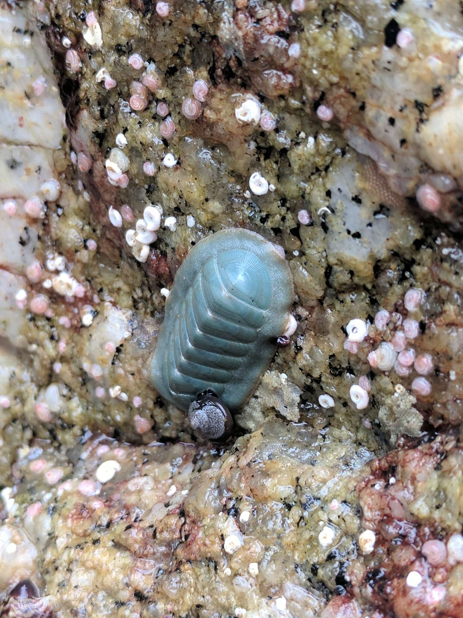 Image of regular chiton