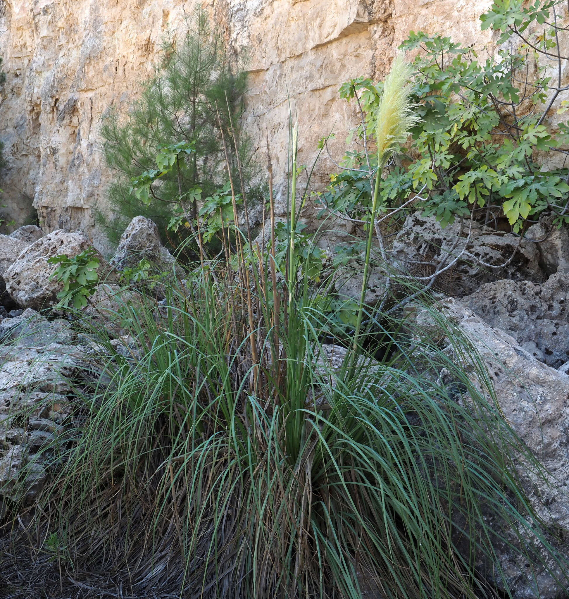 Image of African fodder cane