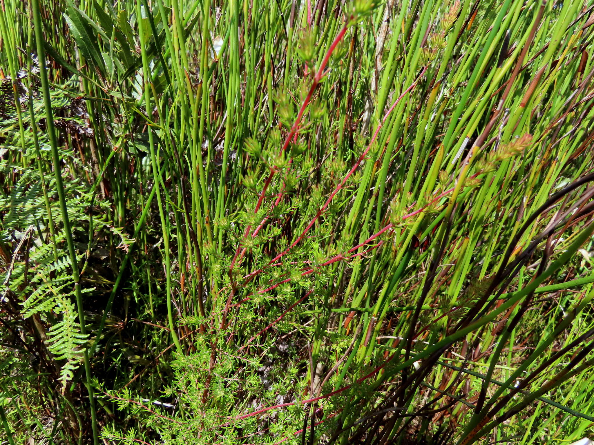 Image of Redhill Heath