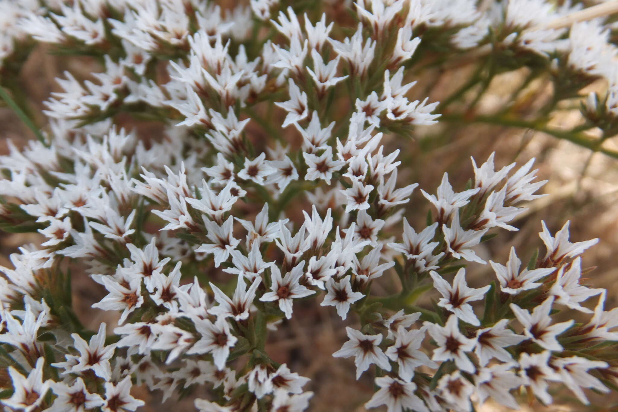 Image of Goniolimon italicum F. Tammaro, S. Pignatti & G. Frizzi