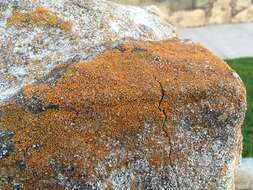 Image of orange lichen