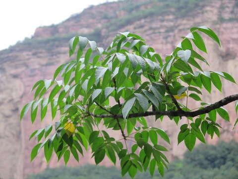 Imagem de Toxicodendron vernicifluum (Stokes) F. A. Barkley