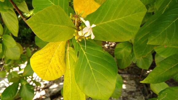 Image of Beach Gardenia