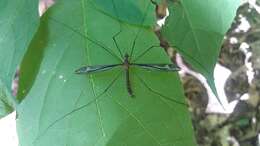 Image of Tipula (Yamatotipula) caloptera Loew 1863