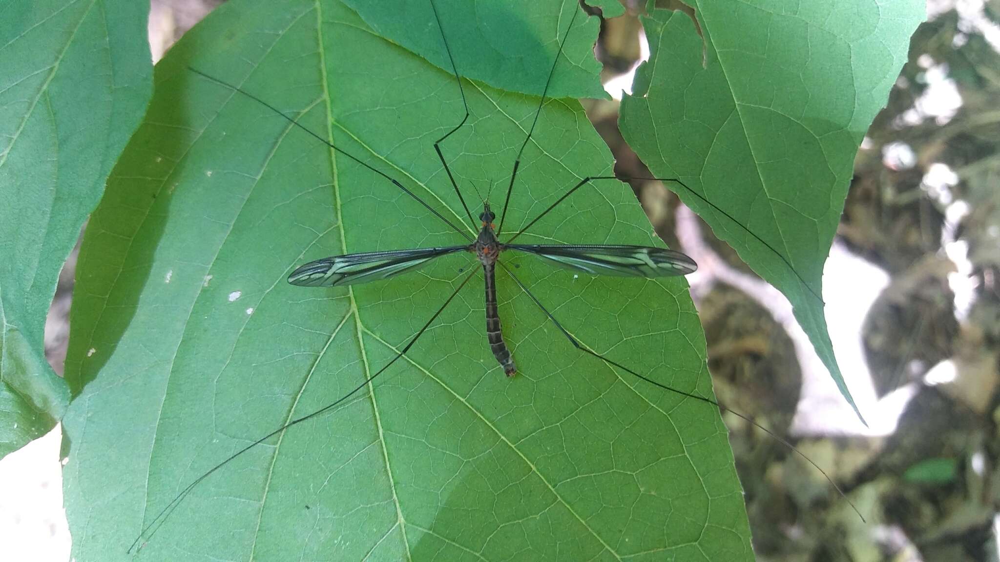 Image of Tipula (Yamatotipula) caloptera Loew 1863
