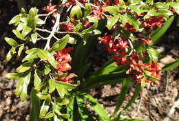 Plancia ëd Ochna serrulata (Hochst.) Walp.