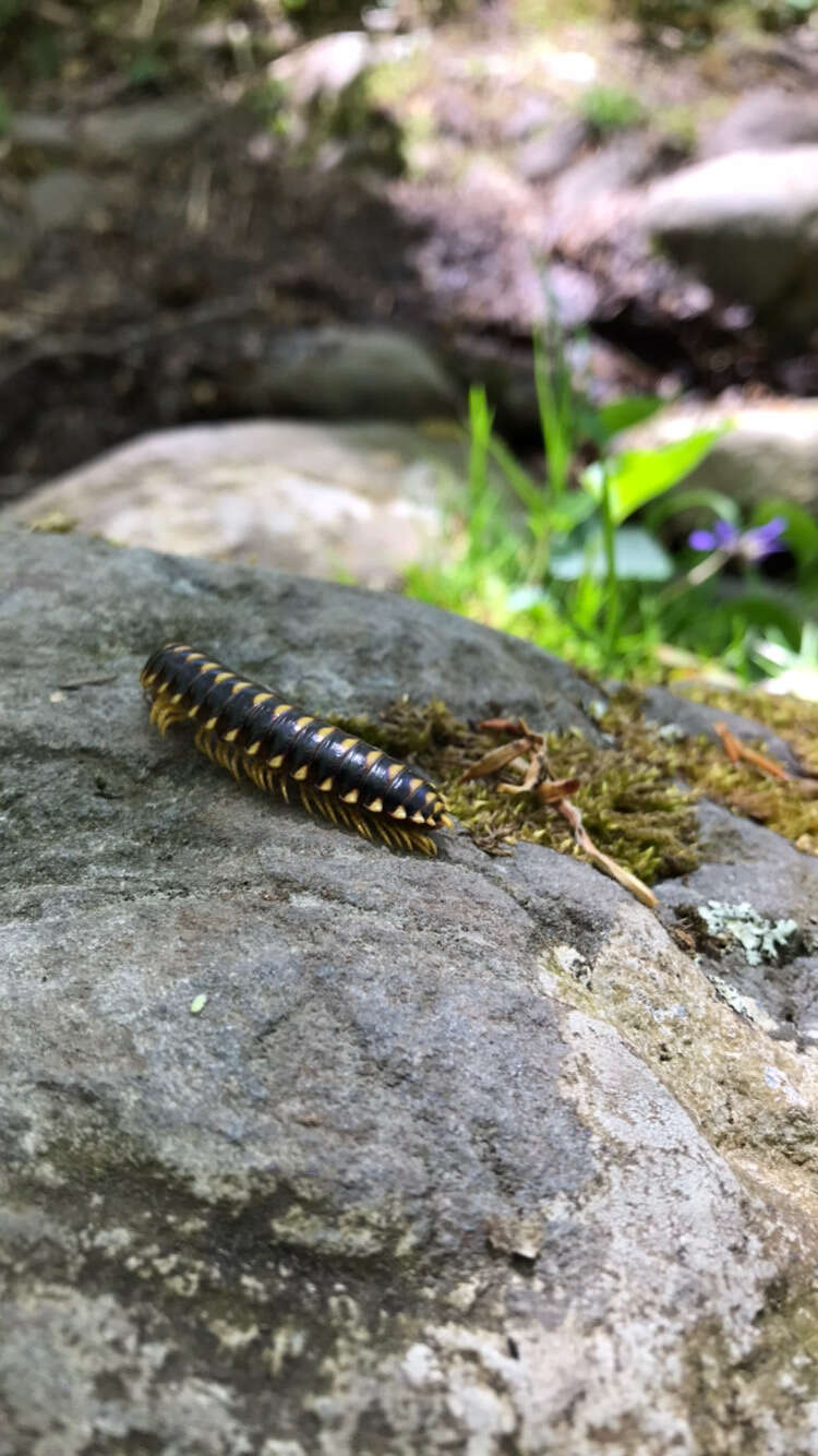 Sivun Rudiloria trimaculata trimaculata (Wood 1864) kuva