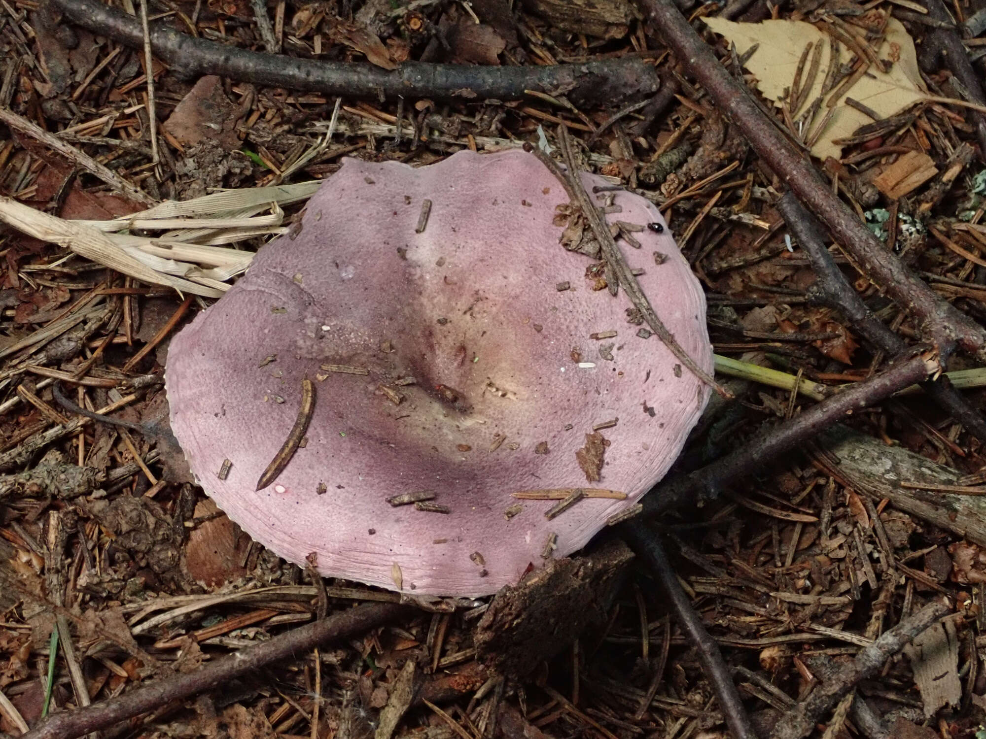 Image of Russula amethystina Quél. 1898