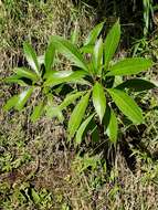 Image de Lobelia portoricensis (Vatke) Urb.