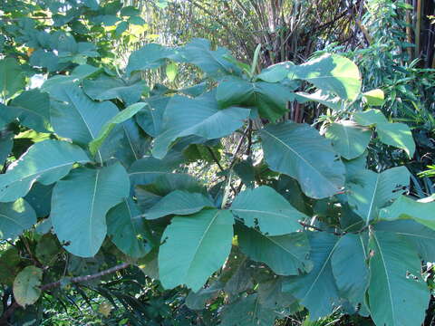 Triplaris melaenodendron (Bertol.) Standl. & Steyerm. resmi