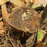 Image of Pluteus microspermus E. Horak 2008